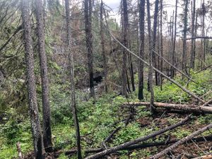 Rough portage along the Gammon River between Hammerhead and Gammon Lake.