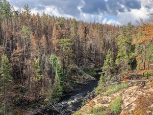 The Gammon River and a very dead forest.