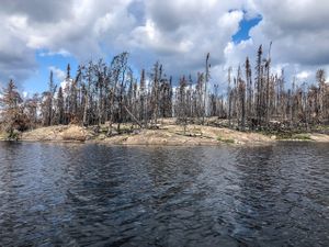 Burnt shoreline on Gammon Lake.