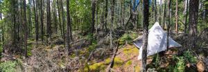 A bushy camp in Page Lake.