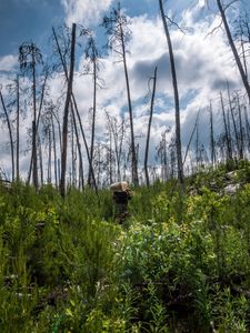 Steep portage into Welkin Lake.