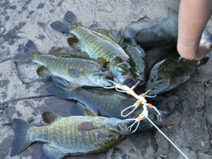 Perfect Catch