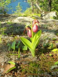 Ladyslipper on Gratton