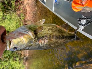 LM Bass