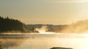 Fog of the morning