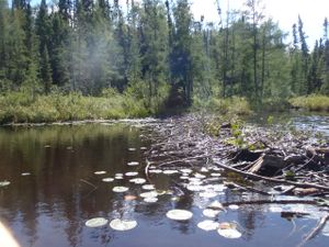 Cherokee Creek Beaver Dam 2