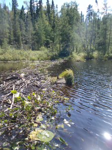 Cherokee Creek Beaver Dam 3