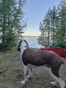 Biko at Bog Lake