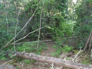 Severe storm one night toppled many trees