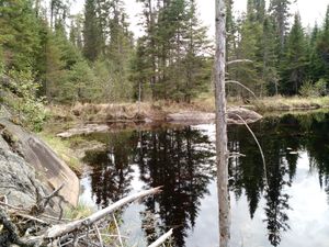 Bushwhacker Pond West