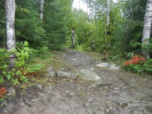 Campsite 1239