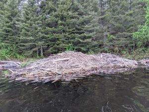 Beaver Lodge