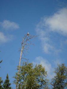 Bald Eagle on Gun