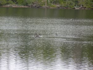 Loons in front of campsite