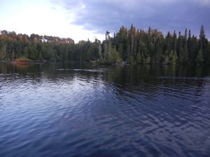 Family of Loons