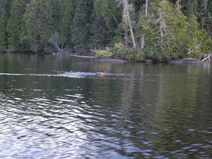 Family of Loons