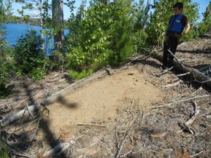 Biggest anthill I have seen