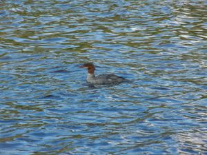 Merganser