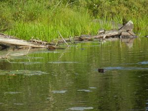 Beavers