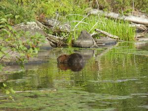 Beaver