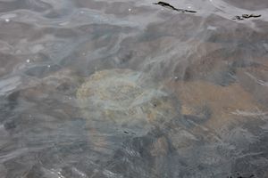 IMG_0071.JPG