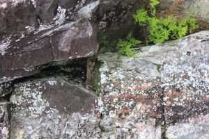 IMG_0231.JPG