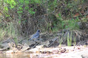 IMG_0233.JPG