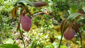 Pink lady's slippers