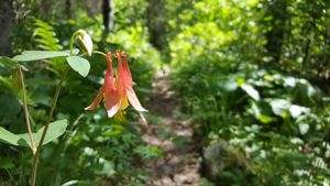 Columbine