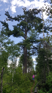 Really big white pine