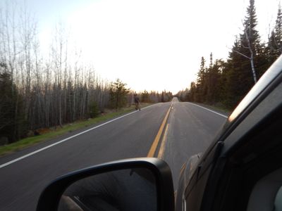 Moose on the Gunflint Trail