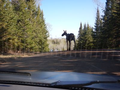 Moose on the road