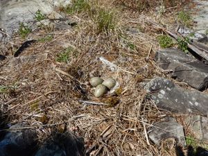 Sea gull nest