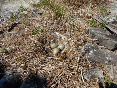 Sea gull nest