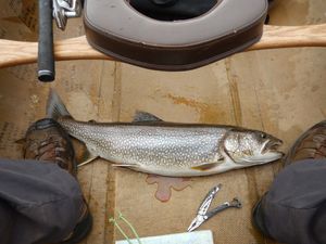 Amoeber lake trout