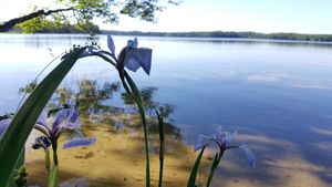 Irises