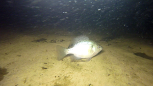 Shiny bluegill