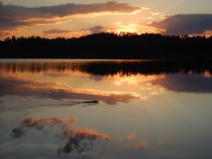 Beaver swimming into the sunset