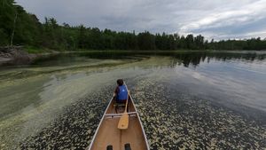 Track through the Pollen