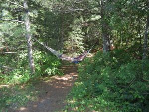 Hammock