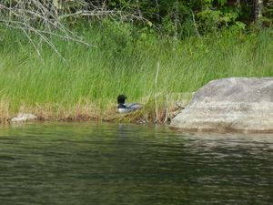 Nesting Loon