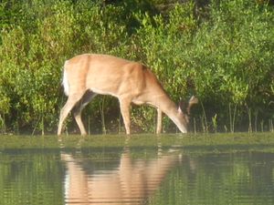 Growing Antlers