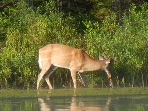 Growing Antlers