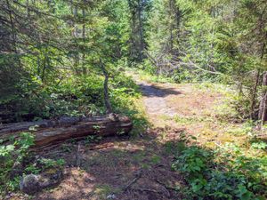 Look for this log then turn south to boulder