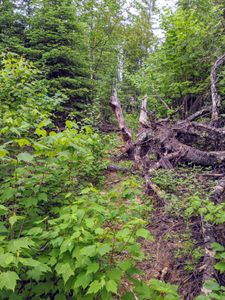 muskrat trail tree down