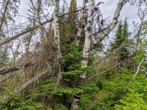 tree down on latrine trail