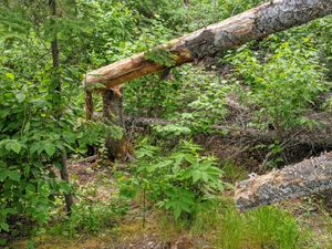 trees across latrine trail
