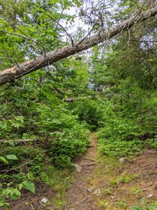 two trees across trail