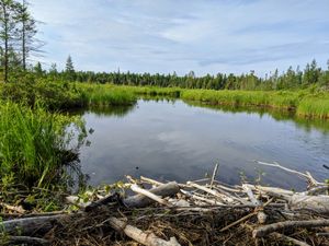 lots of beaver activity