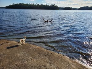 Swimmin' Rock